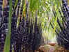 Sugarcane Breeding Institute develops 'energy canes'