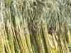 UP sugar industry again threatens a shutdown over cane pricing