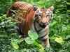 Staff crunch hits tiger protection in Similipal Tiger Reserve