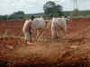 Could July rain offer respite to kharif crops?