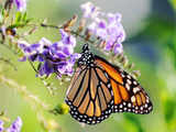 Monarch butterflies use 'sun compass' during migration