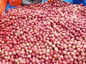 Business studies class 11 project on case study on apple pdf image