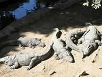 Rare albino crocodile sighted in Odisha's Bhitarkanika