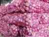 Politics in Maharashtra heats up over rising onion prices; Congress, NCP attack Centre