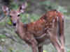 Three arrested for killing spotted deer