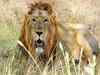 Accidents killed 13 lions in 1 year in Gujarat