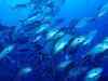 Climate change may turn fish friendless