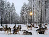 Siberian Huskies rest