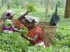 Tea industry getting into crisis mode