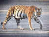 Two new tiger reserves get in-principle approval