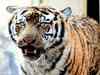 Rahman: The lord of Dudhwa tiger reserve