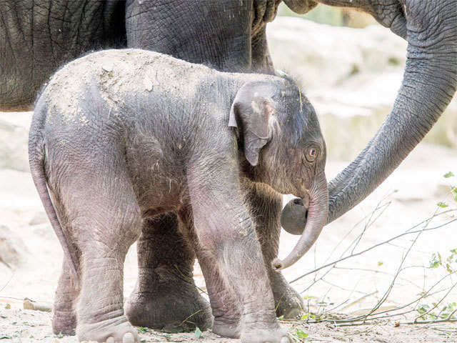 A baby elephant in the zoo in Emmen, Netherlands