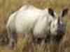 Another rhino killed in Kaziranga