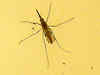 GM mosquitoes to check dengue menace?