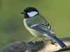 173 bird species threatened in India: Report
