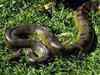 Green anaconda hatchling born in Mysore Zoo