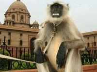 Monkey menace in Vrindaban - The Economic Times