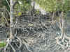 Sunderbans mangrove trees losing capacity to absorb CO2: Study