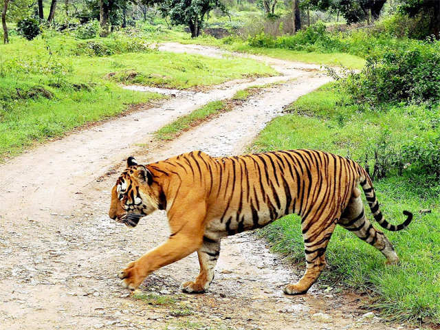 Tiger at Bandipur National Park