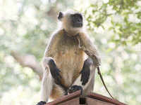 Monkey menace in Vrindaban - The Economic Times