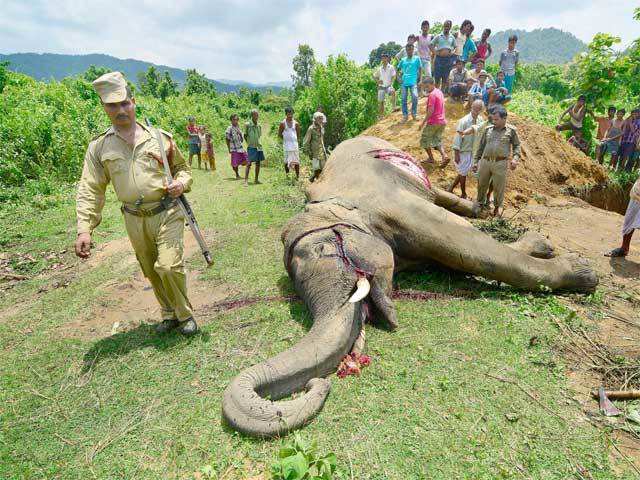 Elephant electrocuted in India