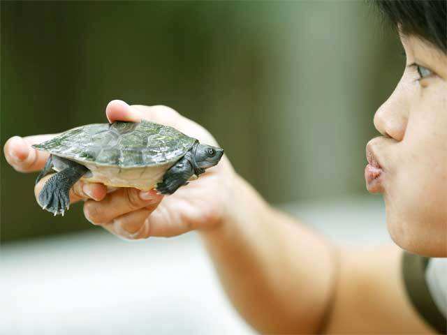 River Terrapin turtles shown at the first's breeding center of the Dusit Zoo