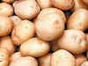 Potato crisis may spur price rise in West Bengal