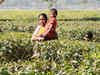 Small tea growers attacked by NDFB(S) militants in Assam