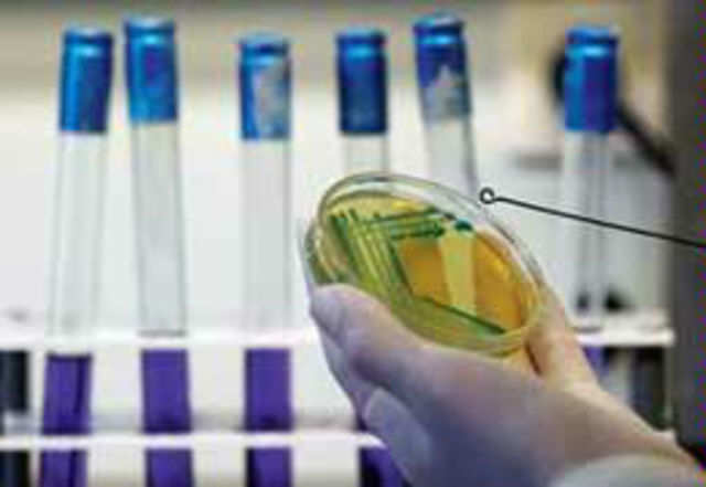 Korean scientists use bacteria to make petrol