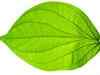 New software to calculate leaf area from digital images