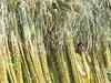 Serious shortage of sugarcane seed next season: Expert