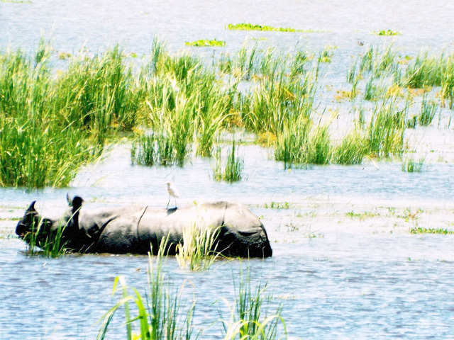 Flooded Kaziranga