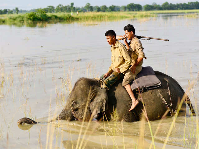 Forest guards patrol the area