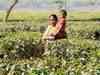 Tribal tea workers in Bengal tea belt on wage movement; situation may culminate into a big crisis