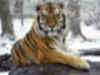 9 tiger deaths in Kaziranga in 3 months