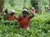 Assam tea trade union is joining hands with West Bengal counterparts