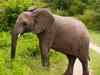 Kerala seeks elephants' help to grow rubber