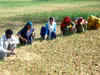 Two new high yielding crop varieties developed by Haryana agricultural university