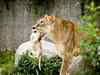 Govt set to open 'creches' for lion cubs