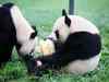China to live telecast newborn twin Pandas