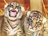 White tigress mates with Royal Bengal tiger, gives birth to 4 cubs