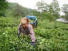 Darjeeling's Makaibari becomes most expensive tea in India