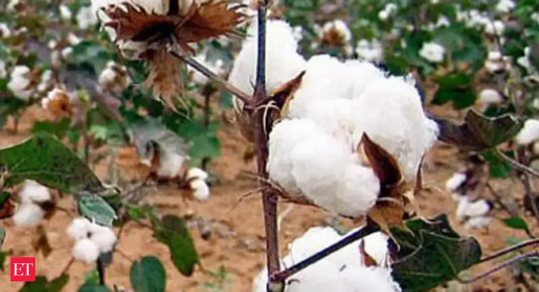 India's cotton exports likely to fall 35 this year USDA The Economic Times