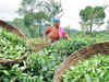 Tea sectors to lock horns on pricing and quality issue