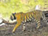 It's the tale of a tiger, two tigresses in wilds of Sariska