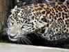 Hunt on for man-eater leopard in Alirajpur