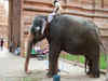 Outfit flays move to renew ownership certificate for captive elephants