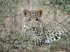 Leopard found dead in Betul