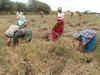 Monsoon withdrawal delayed; paddy arrivals yet to begin in Punjab