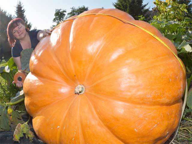 Hobby gardener grows giant 260 kg pumpkin